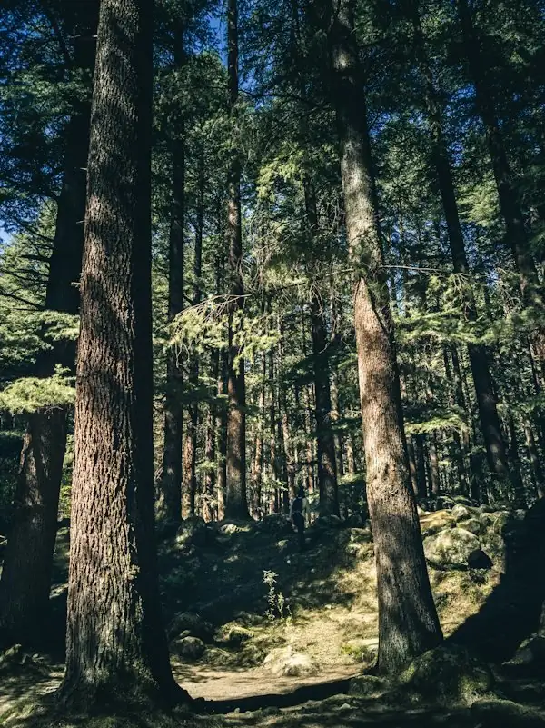 Wooded landscape in the hills near Bir Billing